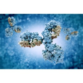 TÉCNICA Imunofluorescência